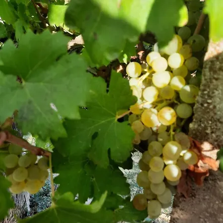 On The River Baska Voda Daire