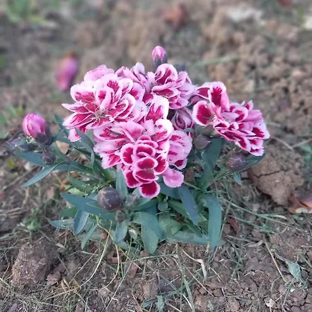 公寓 On The River Baska Voda